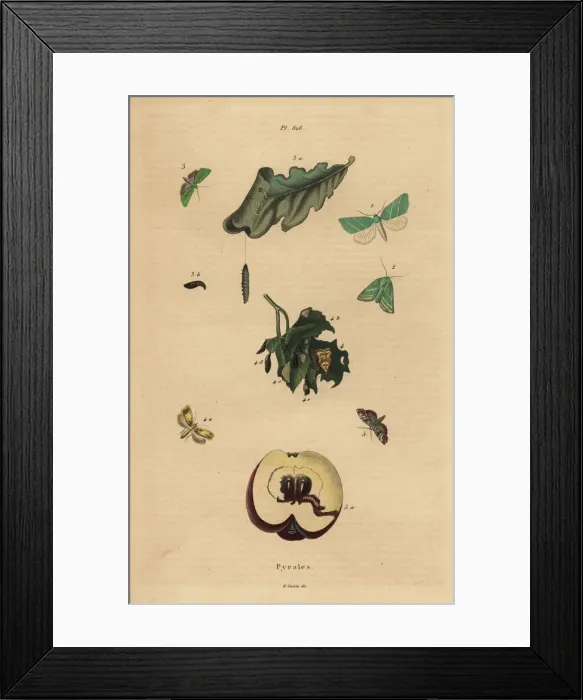 Framed Print : Varieties of pyralid moths with fruit and leaves Framed Print : Varieties of pyralid moths with fruit and leaves