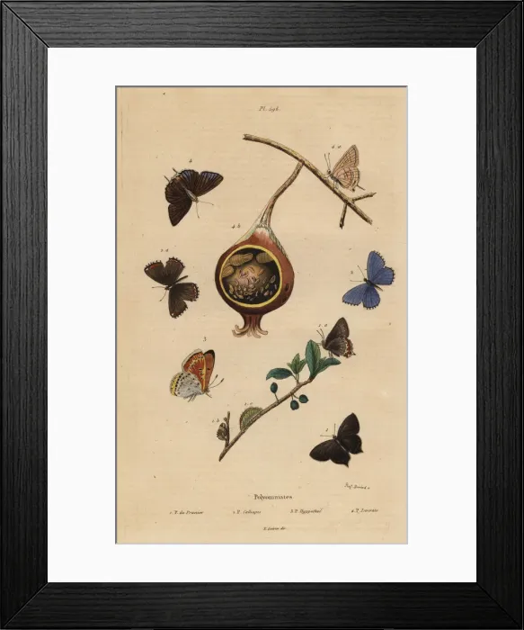Framed Print : Polyommatus butterflies Framed Print : Polyommatus butterflies