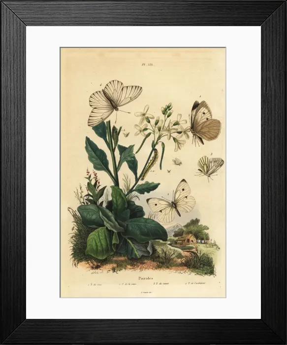 Framed Print : Pierid butterflies Framed Print : Pierid butterflies