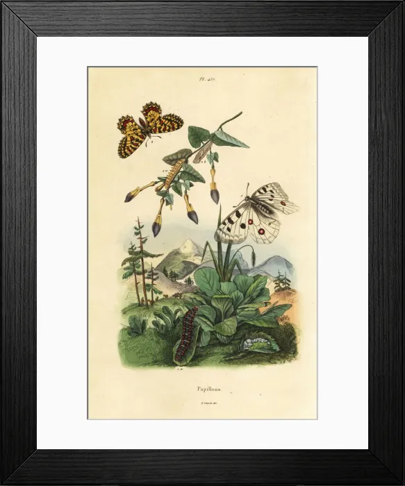 Framed Print : Apollo butterfly, Parnassius apollo 1 Framed Print : Apollo butterfly, Parnassius apollo 1