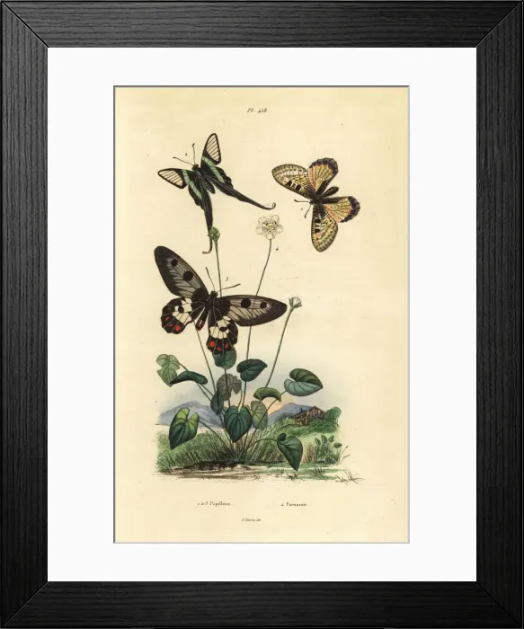 Framed Print : False apollo, white dragontail and clearwing swallowtail Framed Print : False apollo, white dragontail and clearwing swallowtail