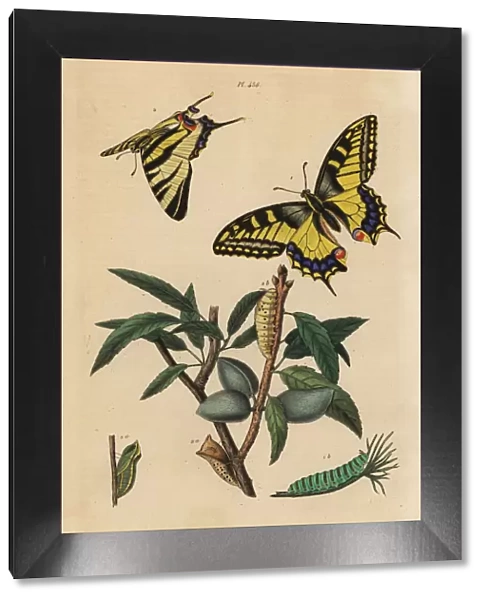 Old World swallowtail and scarce swallowtail, larva and pupa