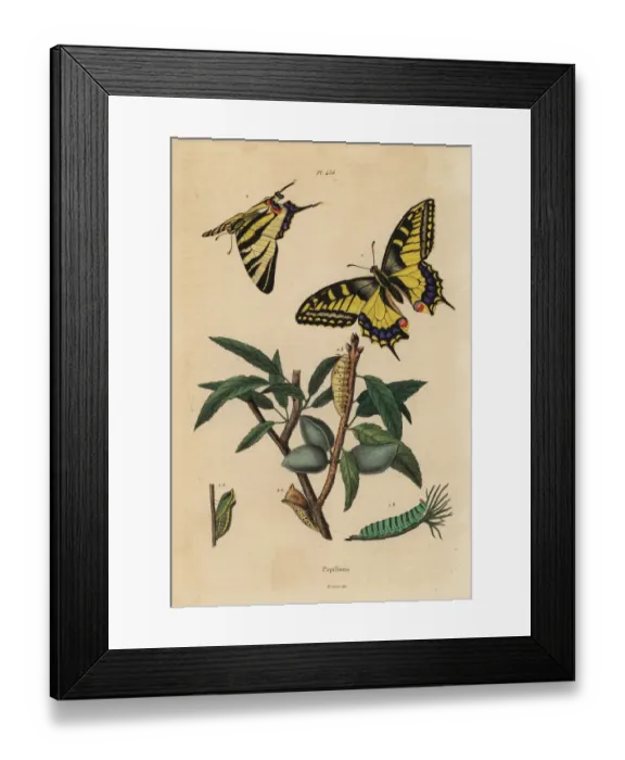 Framed Print : Old World swallowtail and scarce swallowtail, larva and pupa Framed Print : Old World swallowtail and scarce swallowtail, larva and pupa
