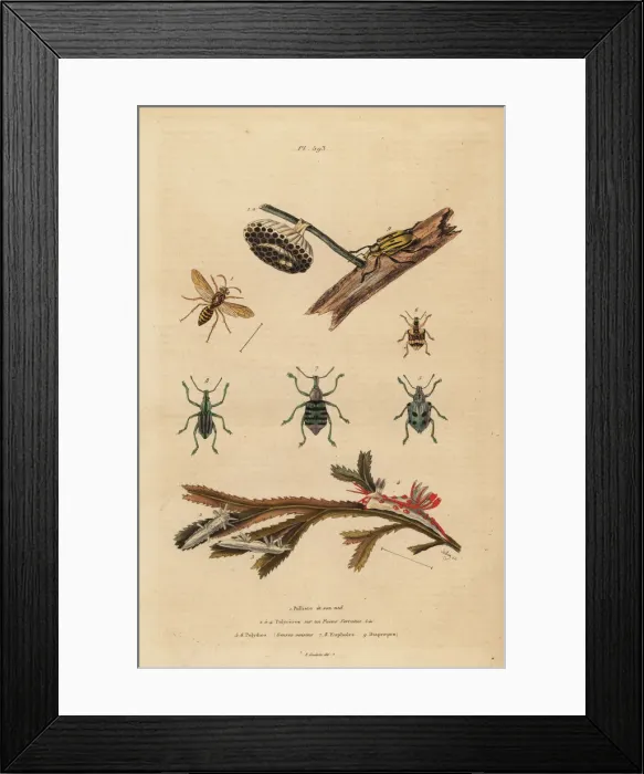 Framed Print : Paper wasp and nest, weevils and sea slugs on seaweed Framed Print : Paper wasp and nest, weevils and sea slugs on seaweed