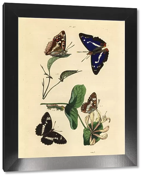 Purple emperor and Eurasian white admiral