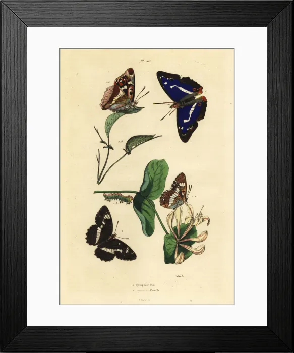 Framed Print : Purple emperor and Eurasian white admiral Framed Print : Purple emperor and Eurasian white admiral