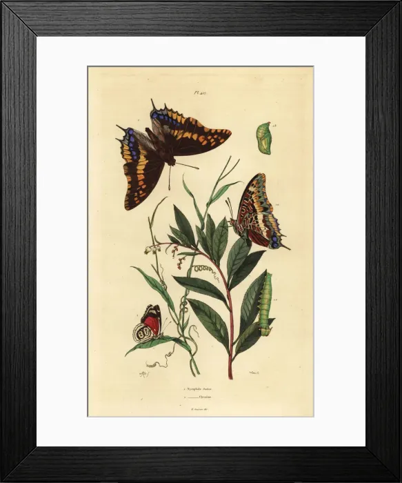 Framed Print : Two-tailed pasha and Cramers eighty-eight butterfly Framed Print : Two-tailed pasha and Cramers eighty-eight butterfly