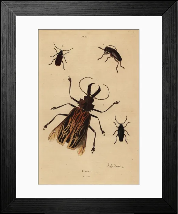 Framed Print : Beetle varieties Framed Print : Beetle varieties