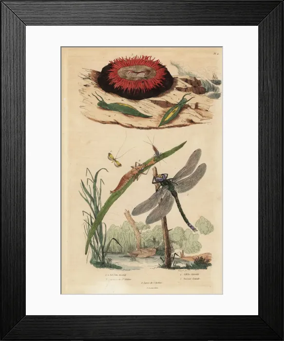 Framed Print : Beadlet anemone, barrel bubble snail, long-horn Framed Print : Beadlet anemone, barrel bubble snail, long-horn