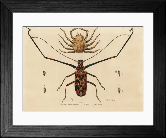 Framed Print : Harlequin beetle and European spider crab Framed Print : Harlequin beetle and European spider crab