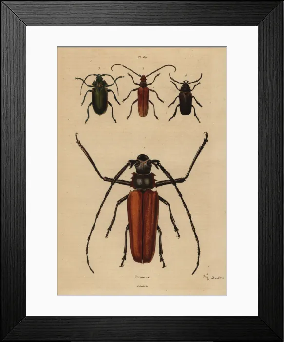 Framed Print : Beetle varieties Framed Print : Beetle varieties