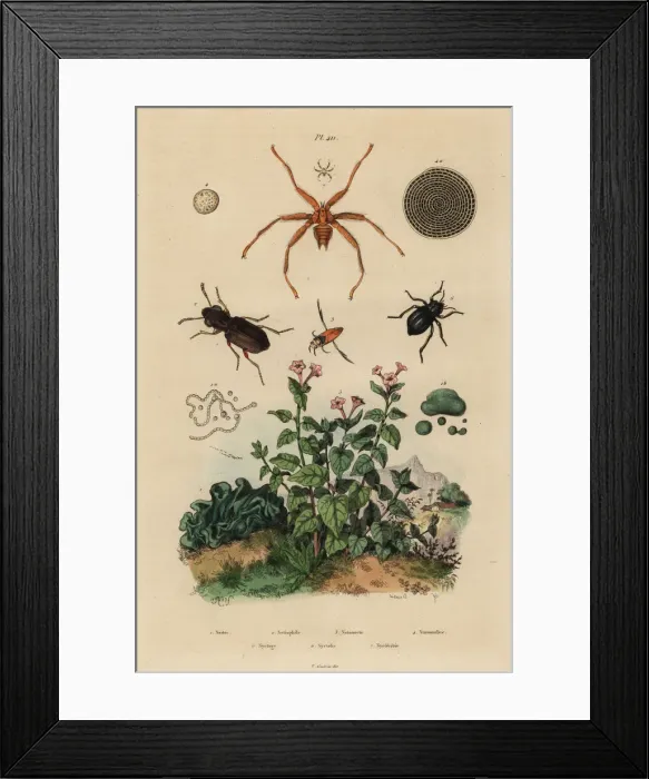 Framed Print : Big-eyed beetle, backswimmer, darkling beetle Framed Print : Big-eyed beetle, backswimmer, darkling beetle