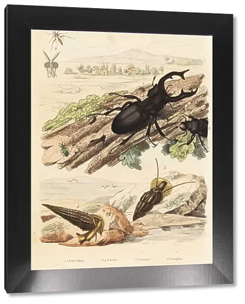 Stag beetle, molluscs and wasp