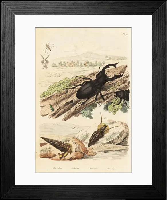 Framed Print : Stag beetle, molluscs and wasp Framed Print : Stag beetle, molluscs and wasp
