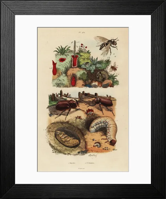 Framed Print : European rhinoceros beetle and European orchard bee Framed Print : European rhinoceros beetle and European orchard bee