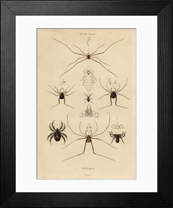 Framed Print : Harvestmen, harvesters or daddy longlegs, Opiliones species Framed Print : Harvestmen, harvesters or daddy longlegs, Opiliones species