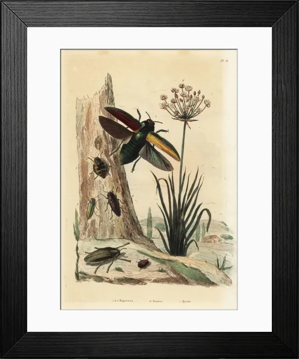 Framed Print : Buprestis beetles, flowering rush and pill beetle Framed Print : Buprestis beetles, flowering rush and pill beetle
