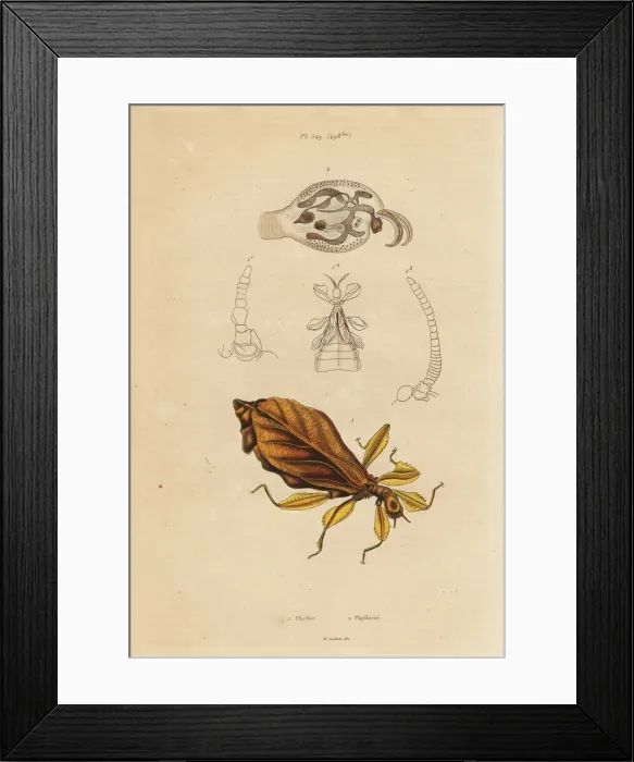 Framed Print : Leaf insect, Phyllium species, and nudibranch Framed Print : Leaf insect, Phyllium species, and nudibranch