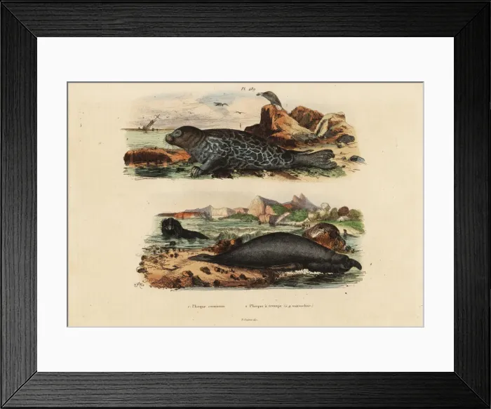 Framed Print : Common seal and elephant seal Framed Print : Common seal and elephant seal