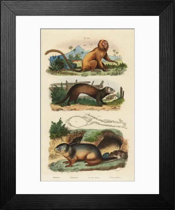 Framed Print : Golden lion tamarin (endangered, alpine marmot and ferret Framed Print : Golden lion tamarin (endangered, alpine marmot and ferret