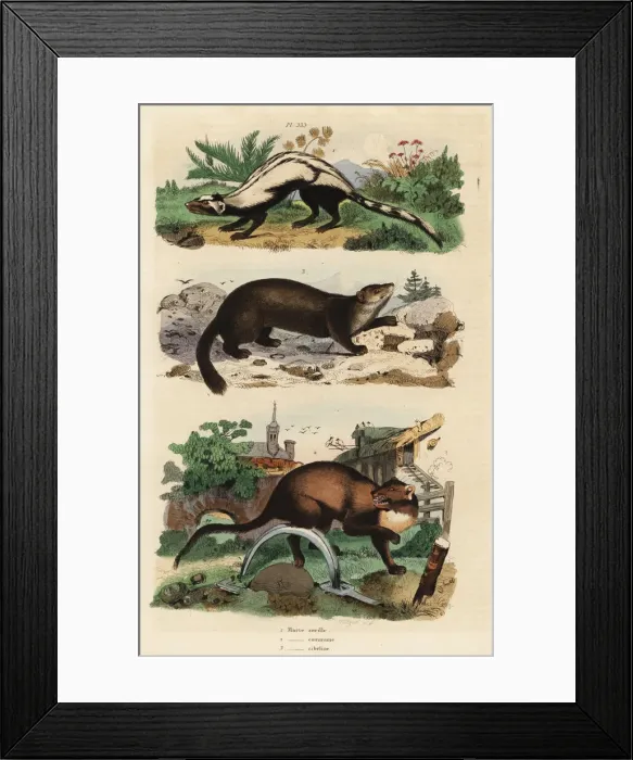 Framed Print : Striped polecat, European pine marten and sable