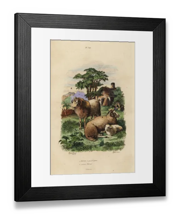 Framed Print : Fat-tailed and Merino sheep breeds Framed Print : Fat-tailed and Merino sheep breeds