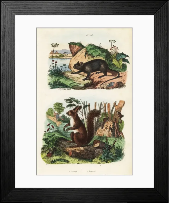 Framed Print : Spiny tree-rat, Echimys chrysurus 1, and Eurasian Framed Print : Spiny tree-rat, Echimys chrysurus 1, and Eurasian