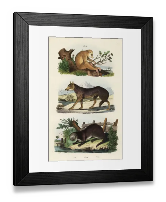 Framed Print : Red slender loris, wolf and Eurasian otter Framed Print : Red slender loris, wolf and Eurasian otter