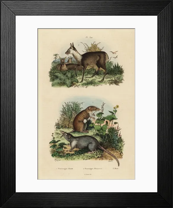 Framed Print : Greater white-toothed shrew, grey musk shrew Framed Print : Greater white-toothed shrew, grey musk shrew