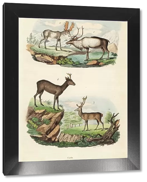 Reindeer, moose, red deer and roe deer