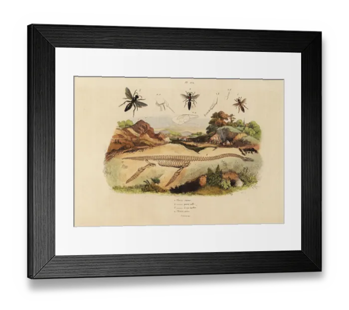 Framed Print : Fossil skeleton of an extinct plesiosaurus, and wasps Framed Print : Fossil skeleton of an extinct plesiosaurus, and wasps