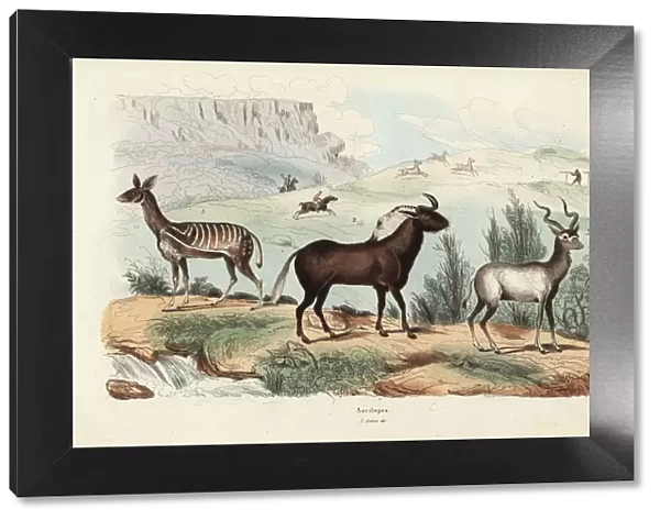 Antelope species