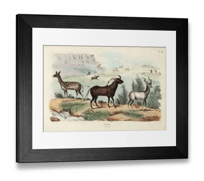 Framed Print : Antelope species Framed Print : Antelope species