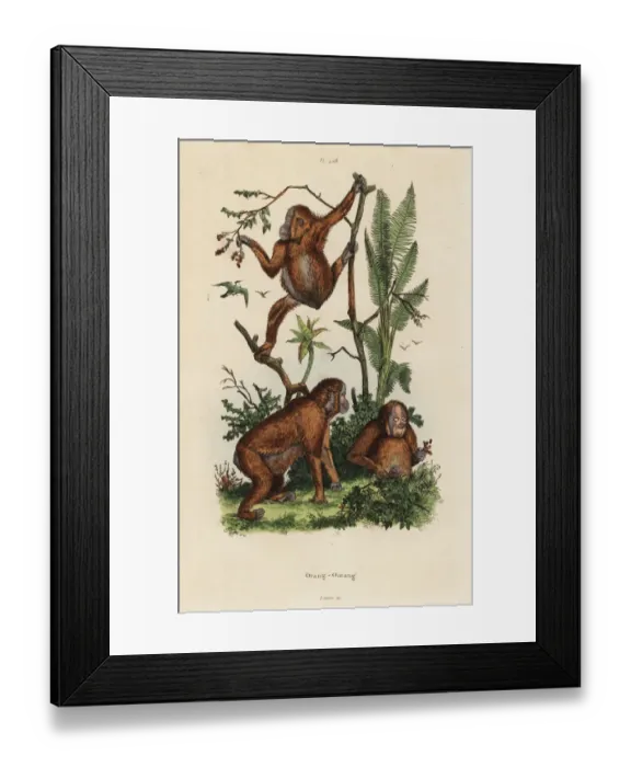 Framed Print : Bornean orangutans, Pongo pygmaeus. Critically endangered Framed Print : Bornean orangutans, Pongo pygmaeus. Critically endangered