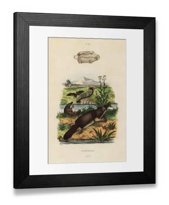 Framed Print : Duck-billed platypus, Ornithorhynchus anatinus Framed Print : Duck-billed platypus, Ornithorhynchus anatinus