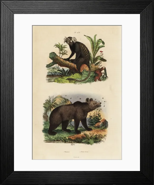 Framed Print : Common marmoset, Callithrix jacchus, and brown Framed Print : Common marmoset, Callithrix jacchus, and brown