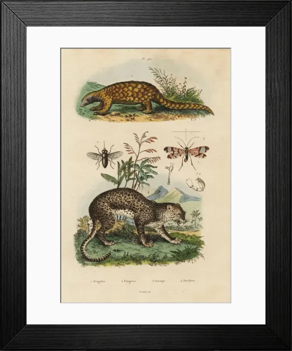 Framed Print : Sunda pangolin, leopard, horse fly and scorpion fly Framed Print : Sunda pangolin, leopard, horse fly and scorpion fly
