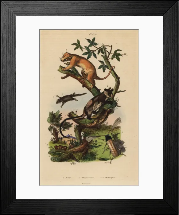 Framed Print : Cuscus, yellow-bellied glider, feathertail Framed Print : Cuscus, yellow-bellied glider, feathertail