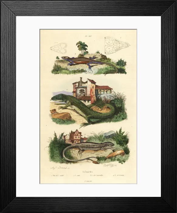 Framed Print : Green lizard, wall lizard and viviparous lizard Framed Print : Green lizard, wall lizard and viviparous lizard