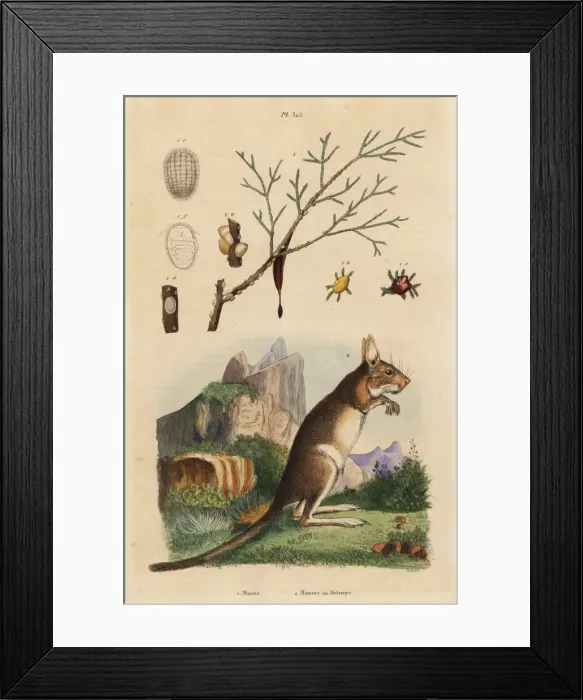 Framed Print : Cape hare and manna ash Framed Print : Cape hare and manna ash