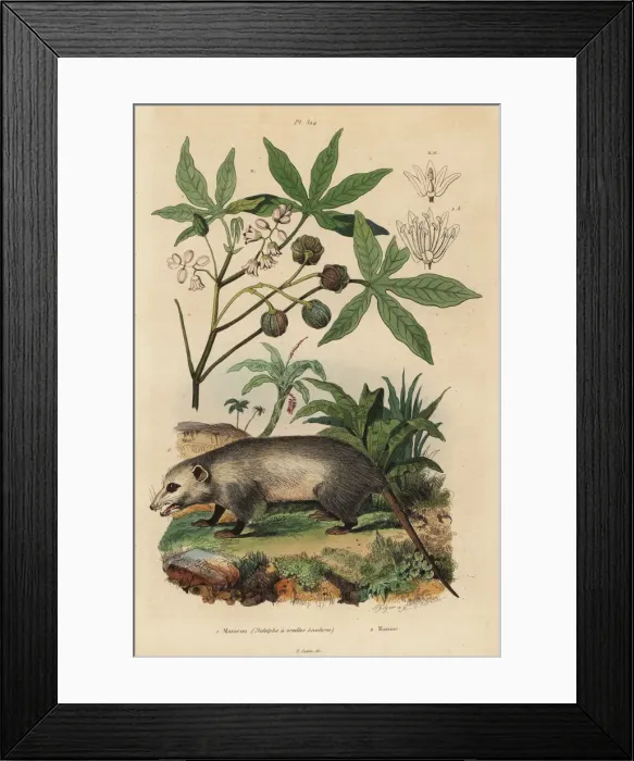 Framed Print : Virginia opossum and cassava Framed Print : Virginia opossum and cassava