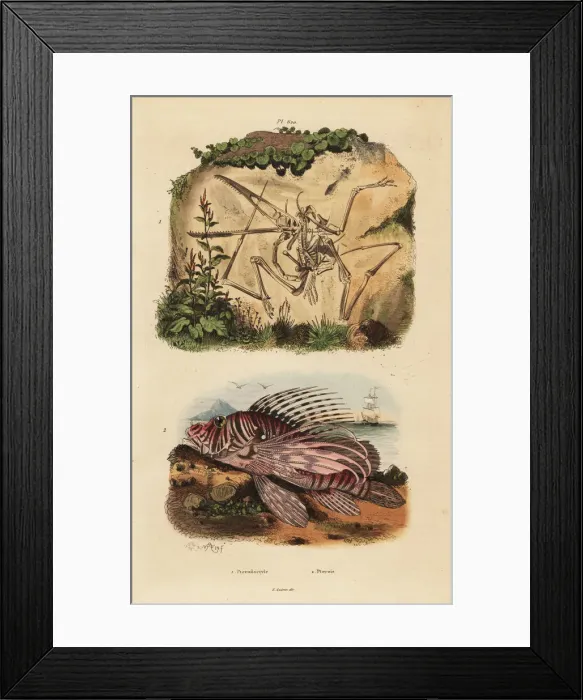 Framed Print : Fossil skeleton of an extinct pterodactyl Framed Print : Fossil skeleton of an extinct pterodactyl