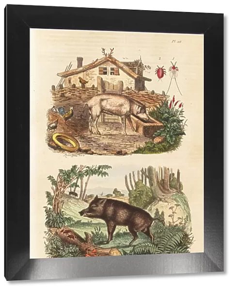 Domestic pig, wild boar and cochineal beetle