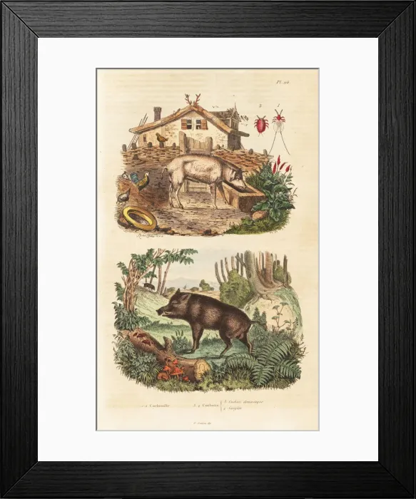 Framed Print : Domestic pig, wild boar and cochineal beetle Framed Print : Domestic pig, wild boar and cochineal beetle