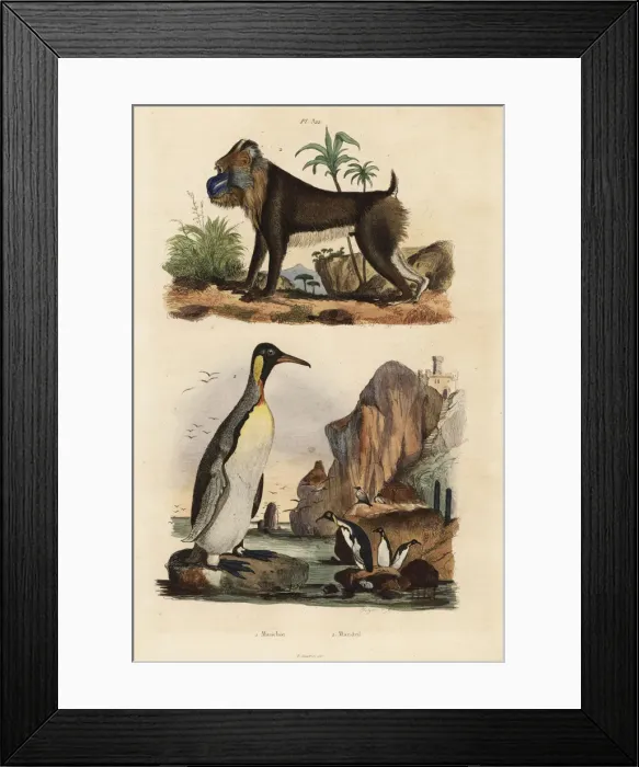 Framed Print : King penguin and mandrill Framed Print : King penguin and mandrill