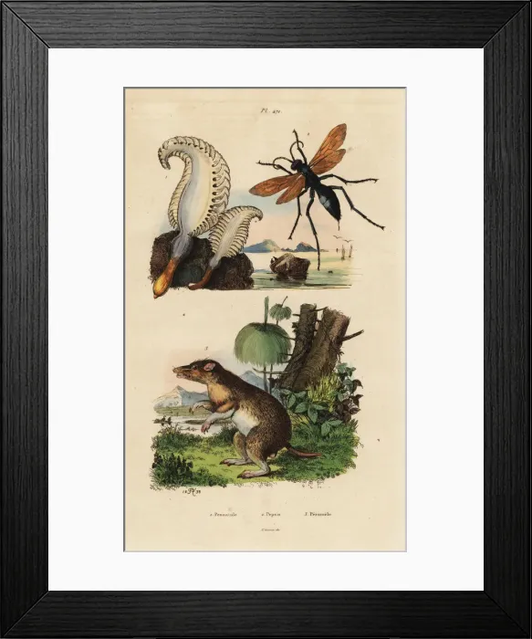 Framed Print : Sea pen, spider wasp and long-nosed bandicoot Framed Print : Sea pen, spider wasp and long-nosed bandicoot