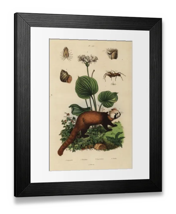 Framed Print : Red panda, northern Christmas lily, river snail and spider Framed Print : Red panda, northern Christmas lily, river snail and spider