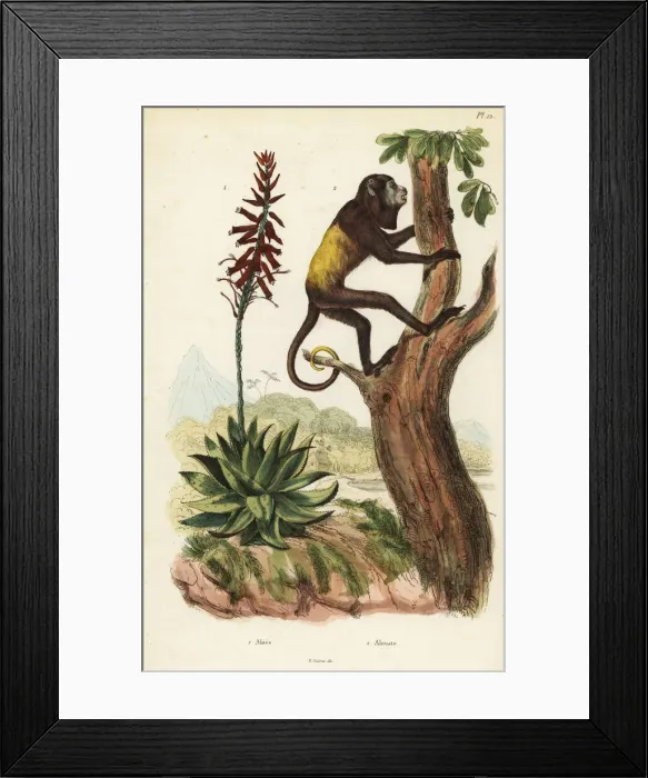 Framed Print : Venezuelan red howler and Aloe vera Framed Print : Venezuelan red howler and Aloe vera