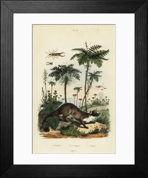 Framed Print : Beech marten, earwig and ferns Framed Print : Beech marten, earwig and ferns