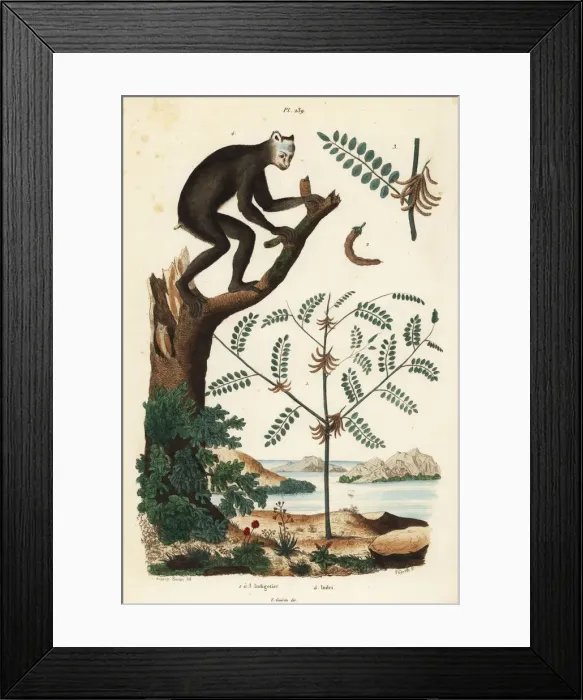 Framed Print : Indigo plant and indri Framed Print : Indigo plant and indri